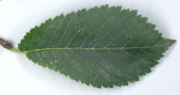 Image de Ulmus minor subsp. angustifolia (Weston) Stace