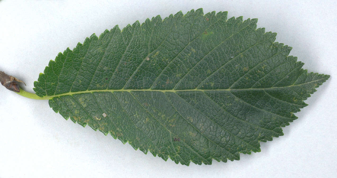 Image of Ulmus minor subsp. angustifolia (Weston) Stace