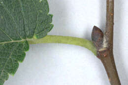 Image of Ulmus minor subsp. angustifolia (Weston) Stace