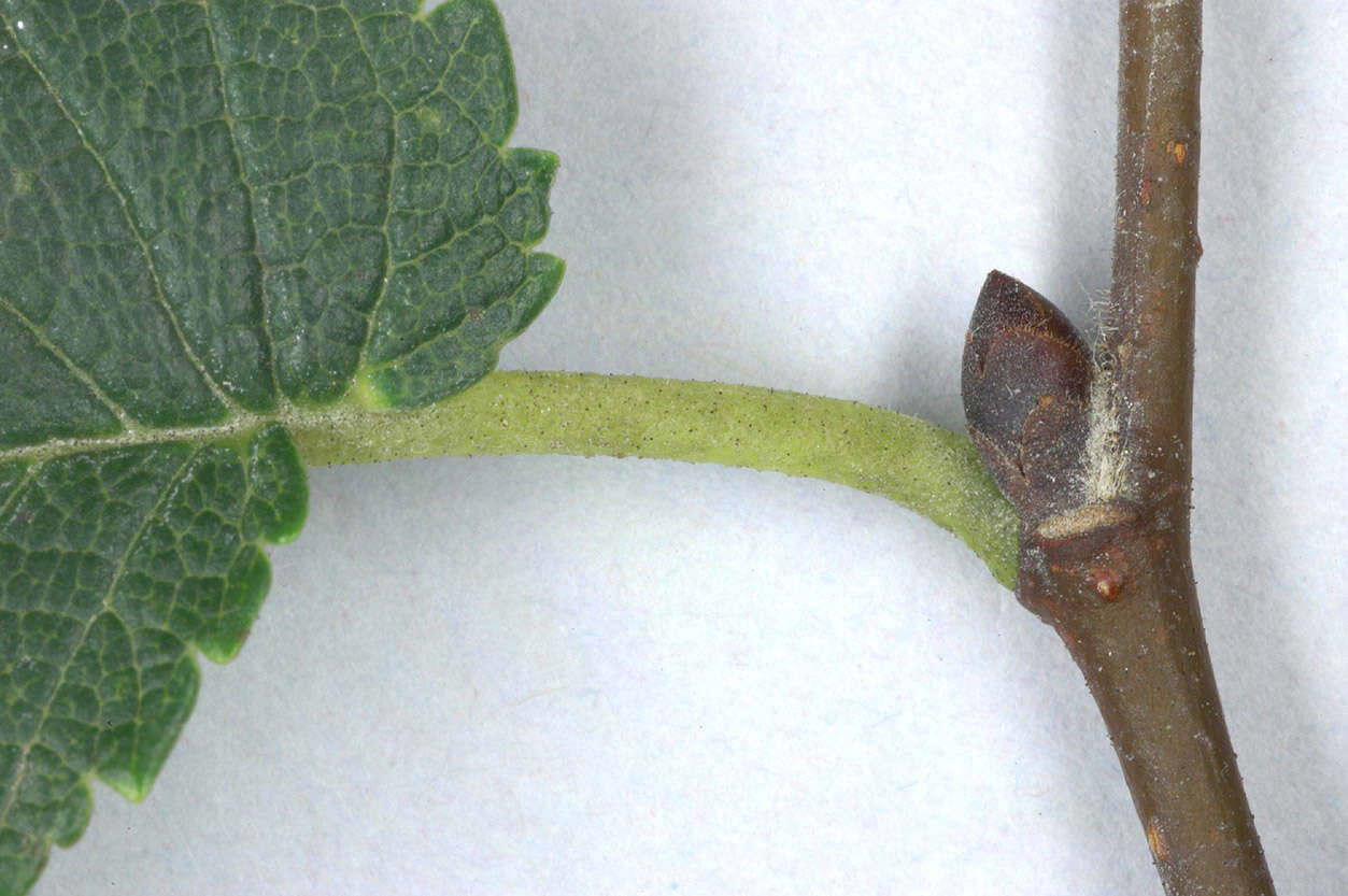 Image de Ulmus minor subsp. angustifolia (Weston) Stace