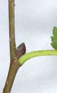 Image of Ulmus minor subsp. angustifolia (Weston) Stace