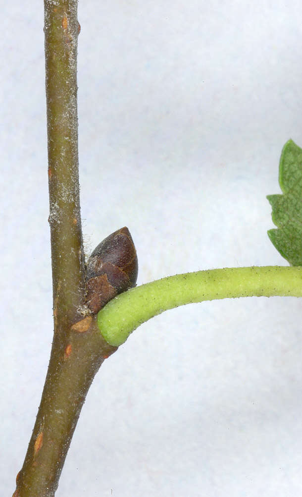 Слика од Ulmus minor subsp. angustifolia (Weston) Stace