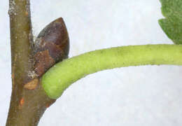 Image de Ulmus minor subsp. angustifolia (Weston) Stace