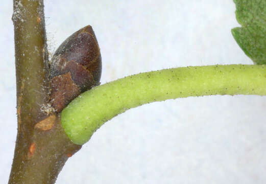 Слика од Ulmus minor subsp. angustifolia (Weston) Stace