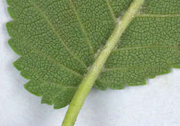 Ulmus minor subsp. angustifolia (Weston) Stace resmi