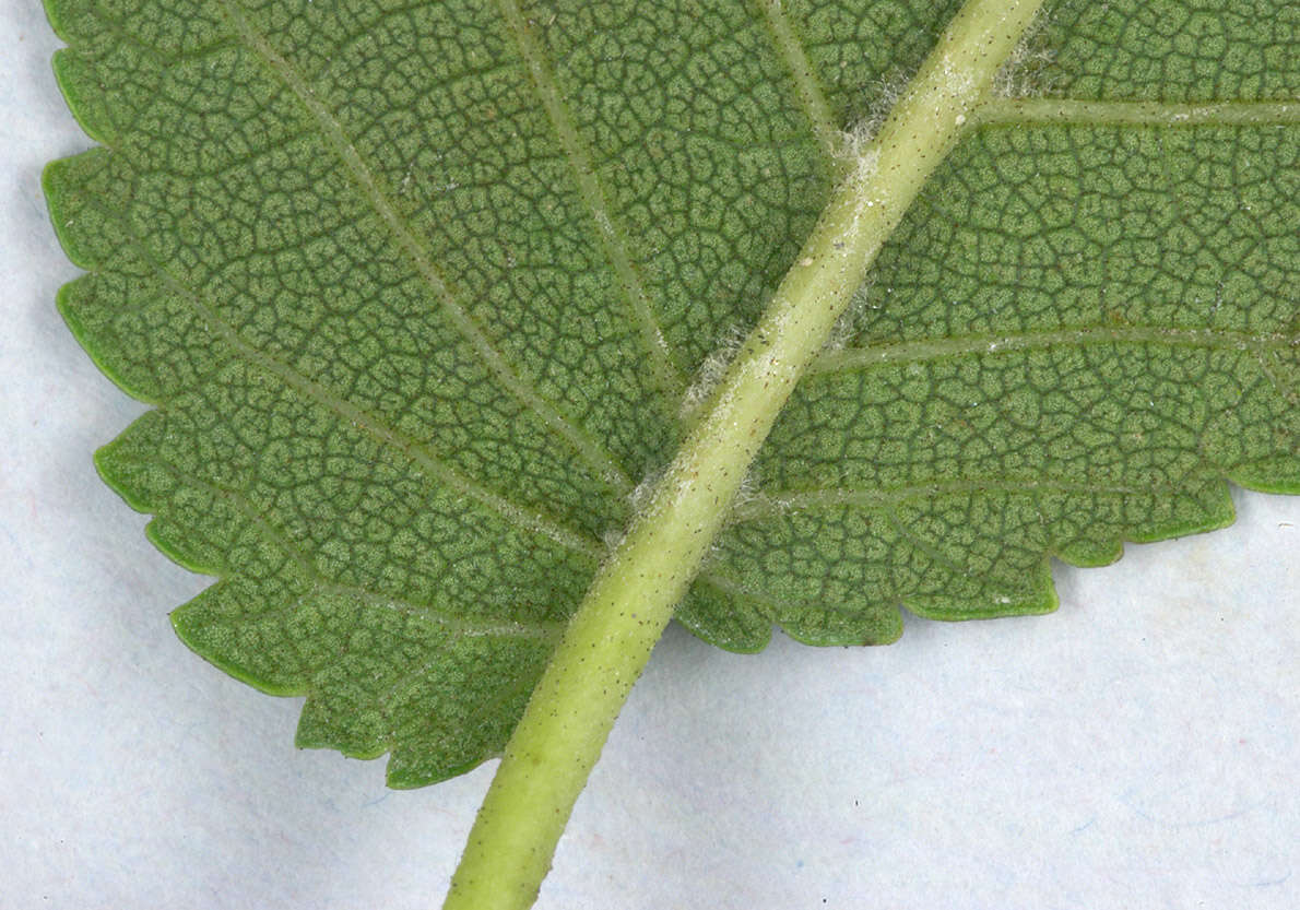 Image of Ulmus minor subsp. angustifolia (Weston) Stace