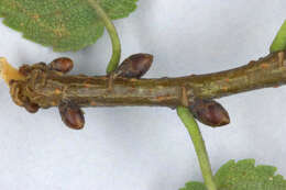 Image of Ulmus minor subsp. angustifolia (Weston) Stace