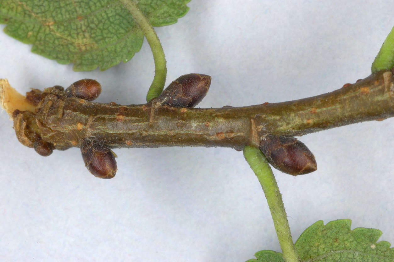 Image of Ulmus minor subsp. angustifolia (Weston) Stace