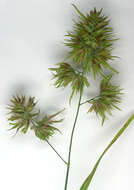 Image of Cocksfoot or Orchard Grass