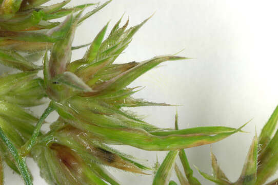 Image of Cocksfoot or Orchard Grass