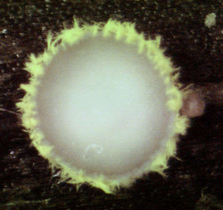 Image of Belonidium sulphureum (Fuckel) Raitv. 1970