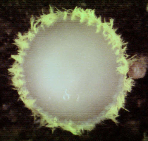 Image of Belonidium sulphureum (Fuckel) Raitv. 1970