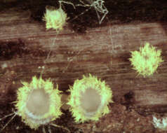 Image of Belonidium sulphureum (Fuckel) Raitv. 1970