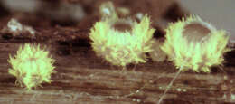 Image of Belonidium sulphureum (Fuckel) Raitv. 1970