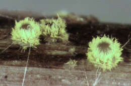 Image of Belonidium sulphureum (Fuckel) Raitv. 1970