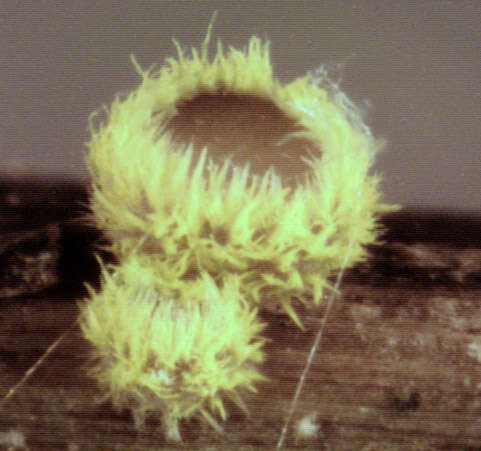 Image of Belonidium sulphureum (Fuckel) Raitv. 1970