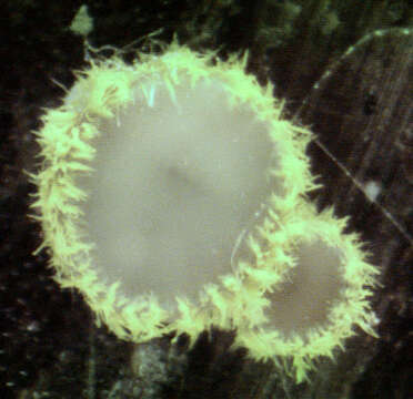 Image of Belonidium sulphureum (Fuckel) Raitv. 1970