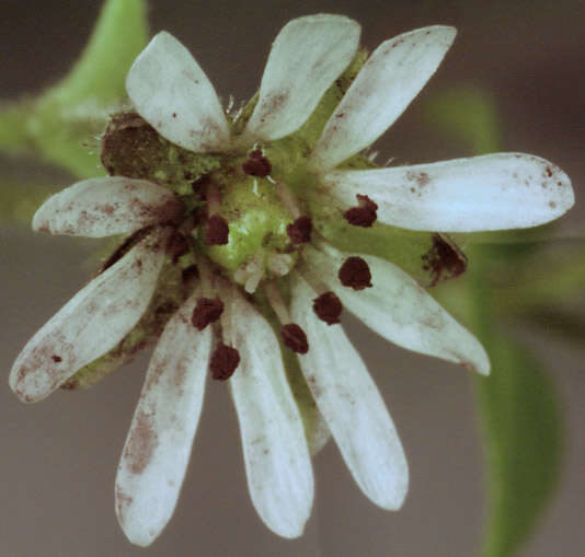 Microbotryum stellariae (Sowerby) G. Deml & Oberw. 1982的圖片