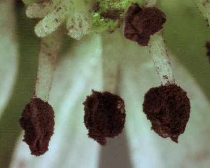 Imagem de Microbotryum stellariae (Sowerby) G. Deml & Oberw. 1982