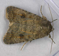 Image of turnip moth