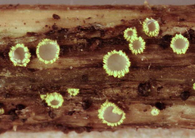 Image of Belonidium sulphureum (Fuckel) Raitv. 1970