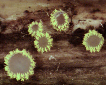 Image of Belonidium sulphureum (Fuckel) Raitv. 1970