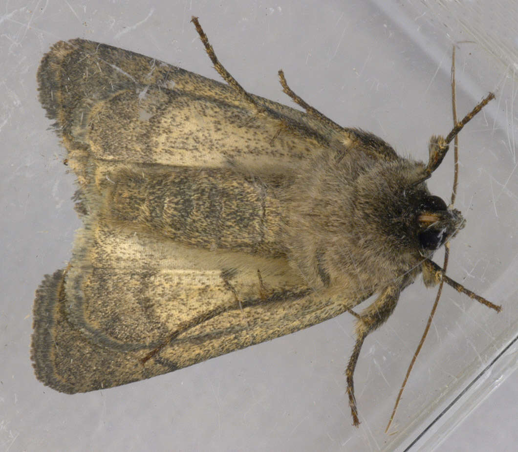 Image of turnip moth