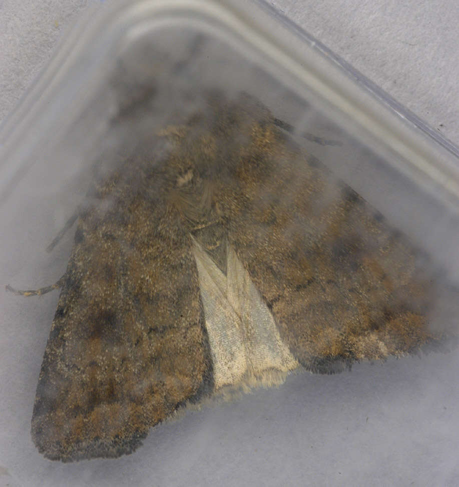 Image of turnip moth