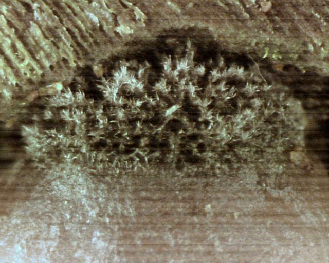 Image of Hairy Oysterling