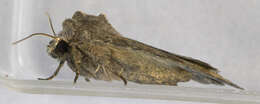 Image of turnip moth