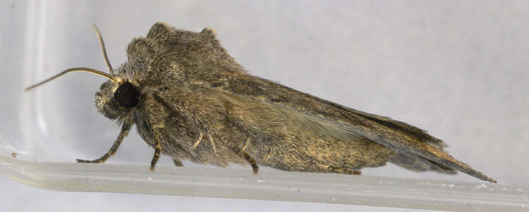 Image of turnip moth