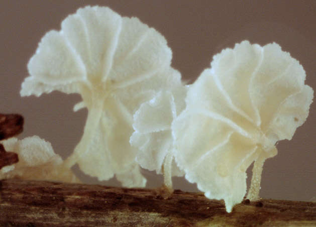 Image of Resinomycena saccharifera (Berk. & Broome) Redhead 1984