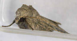 Image of turnip moth