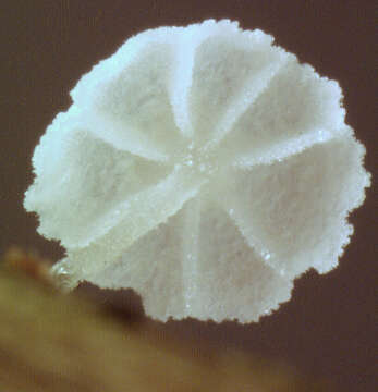 Resinomycena saccharifera (Berk. & Broome) Redhead 1984 resmi