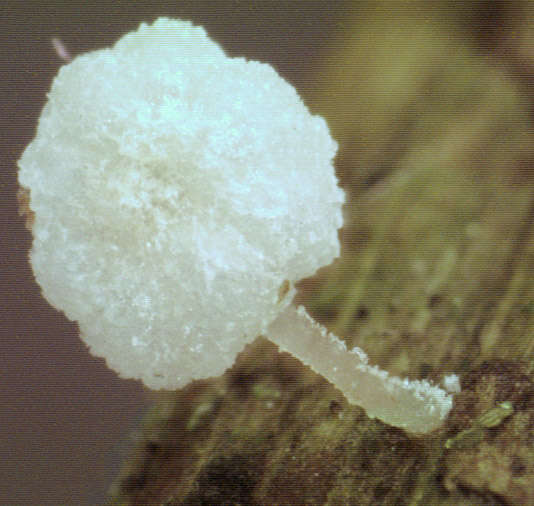 Image of Resinomycena saccharifera (Berk. & Broome) Redhead 1984