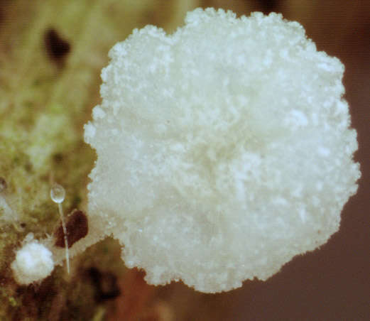 Image of Resinomycena saccharifera (Berk. & Broome) Redhead 1984