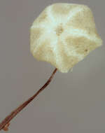 صورة Marasmius limosus Quél. 1878