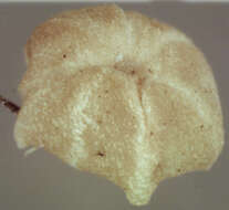 صورة Marasmius limosus Quél. 1878