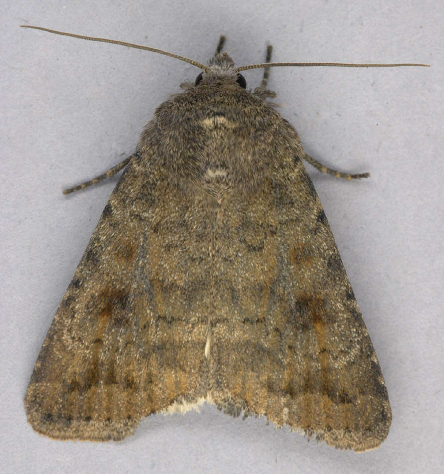 Image of turnip moth