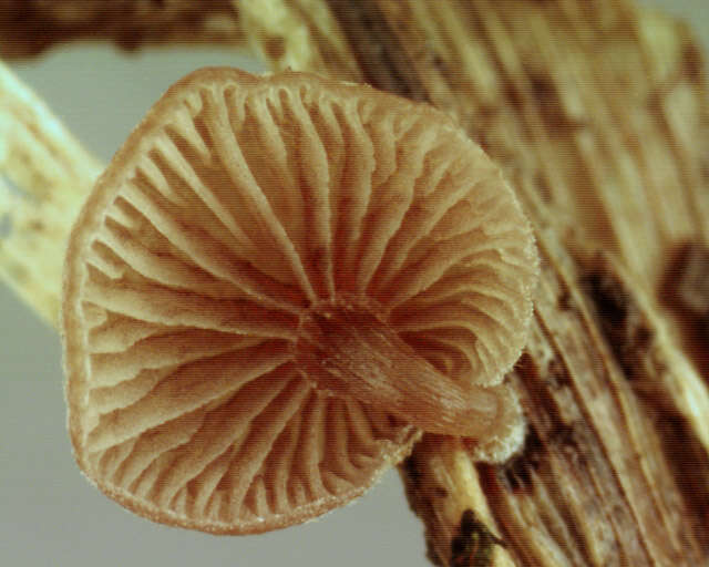 Image of Deconica phillipsii (Berk. & Broome) Noordel. 2009