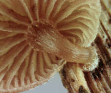 Image of Deconica phillipsii (Berk. & Broome) Noordel. 2009