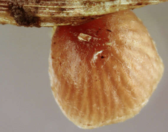 Image of Deconica phillipsii (Berk. & Broome) Noordel. 2009