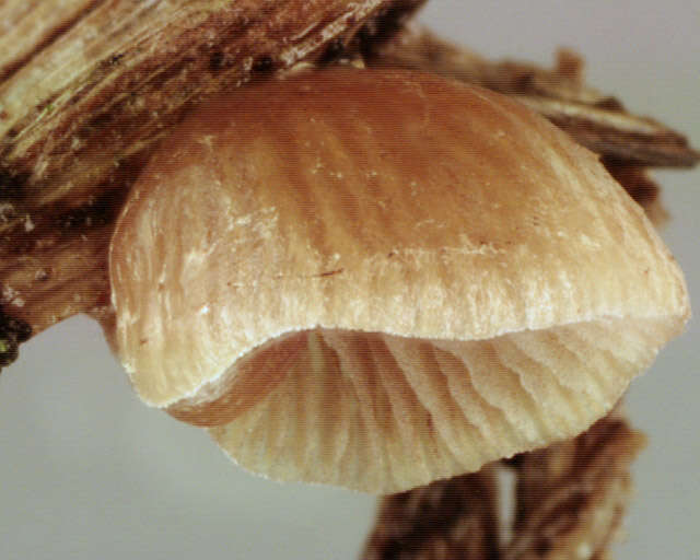 Image of Deconica phillipsii (Berk. & Broome) Noordel. 2009