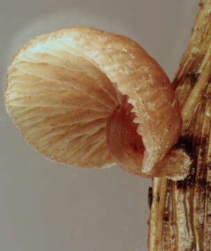 Image of Deconica phillipsii (Berk. & Broome) Noordel. 2009