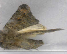 Image of turnip moth