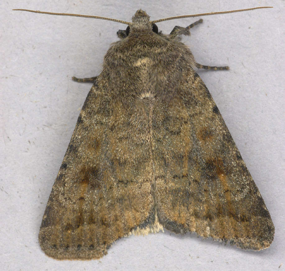 Image of turnip moth