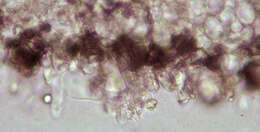 Image of Resinomycena saccharifera (Berk. & Broome) Redhead 1984