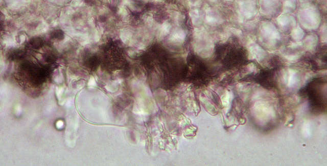 Resinomycena saccharifera (Berk. & Broome) Redhead 1984 resmi