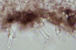 Image of Resinomycena saccharifera (Berk. & Broome) Redhead 1984