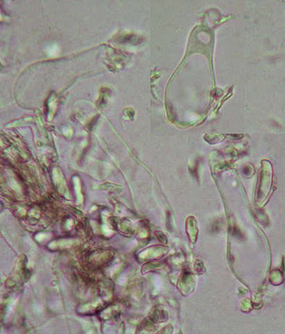 Image of Resinomycena saccharifera (Berk. & Broome) Redhead 1984